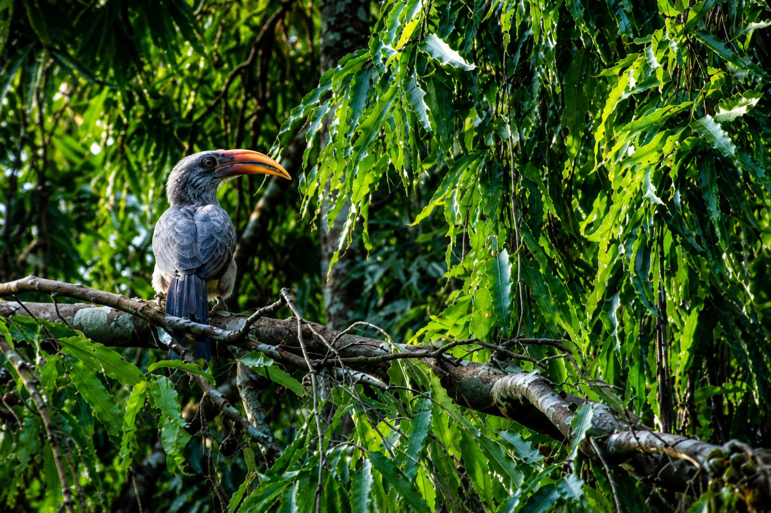 Bird watching Ganeshgudi