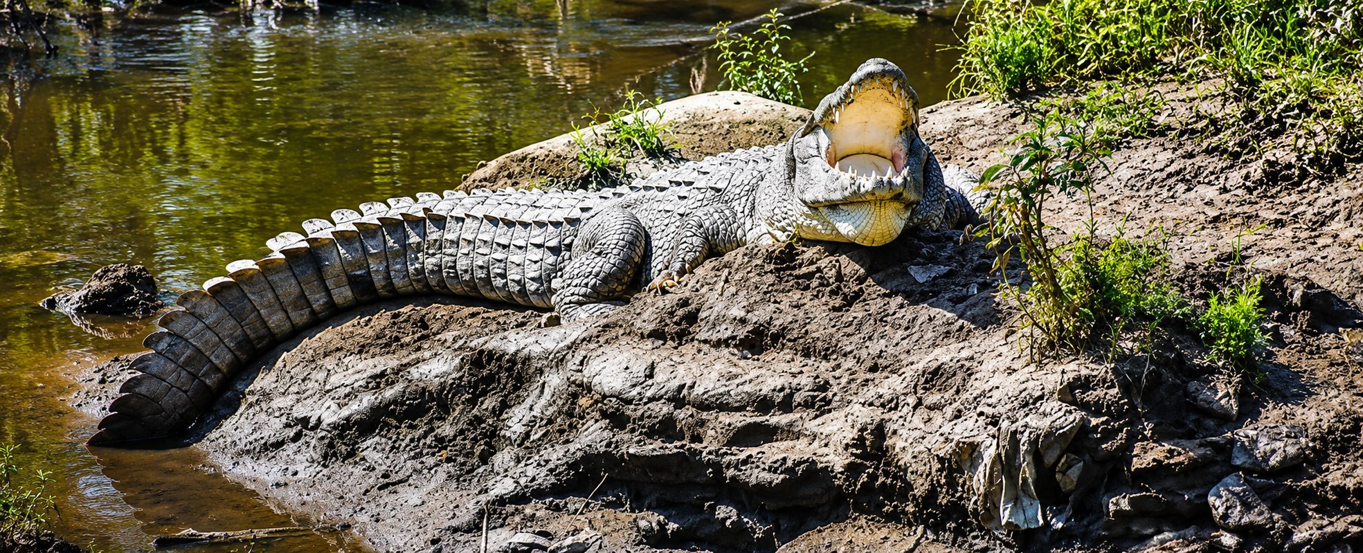 Crocodile at Dandeli