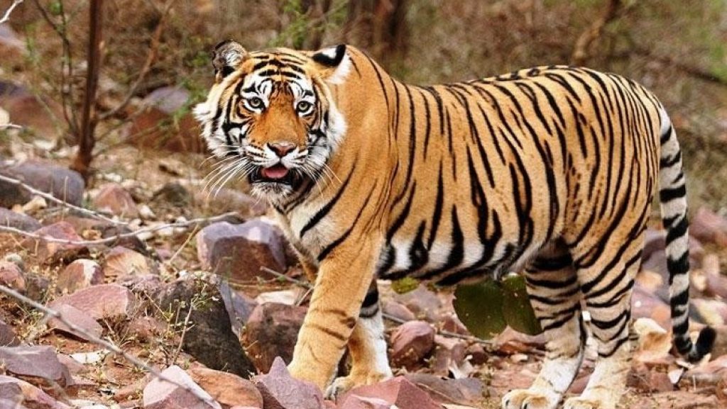 Dandeli Wildlife Sanctuary